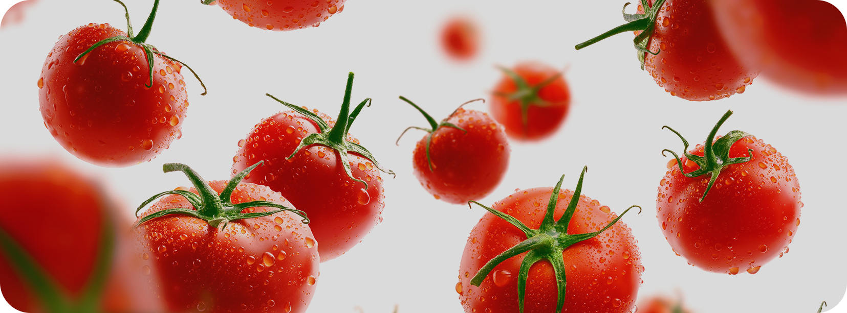 Ningbo Junyoufu Food Co. ، Ltd.